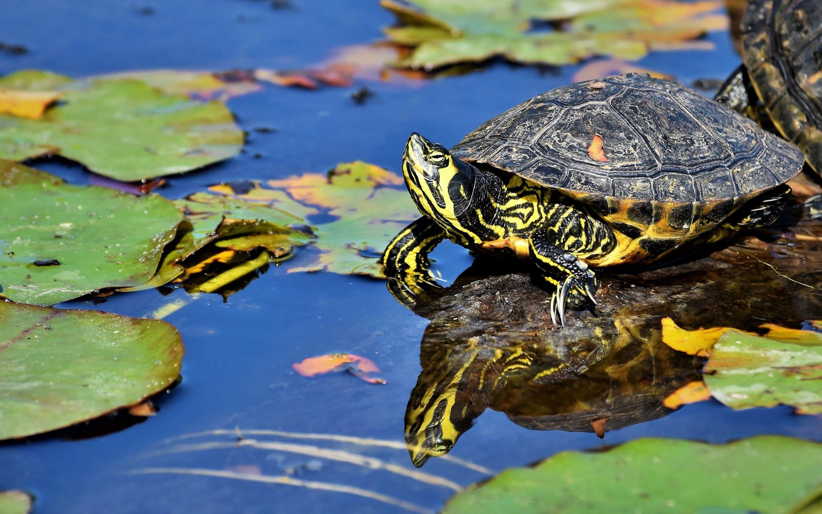 2880x1800 Download 2880x1800 Turtle, Water, Pond Wallpaper for MacBook Pro 15 inch