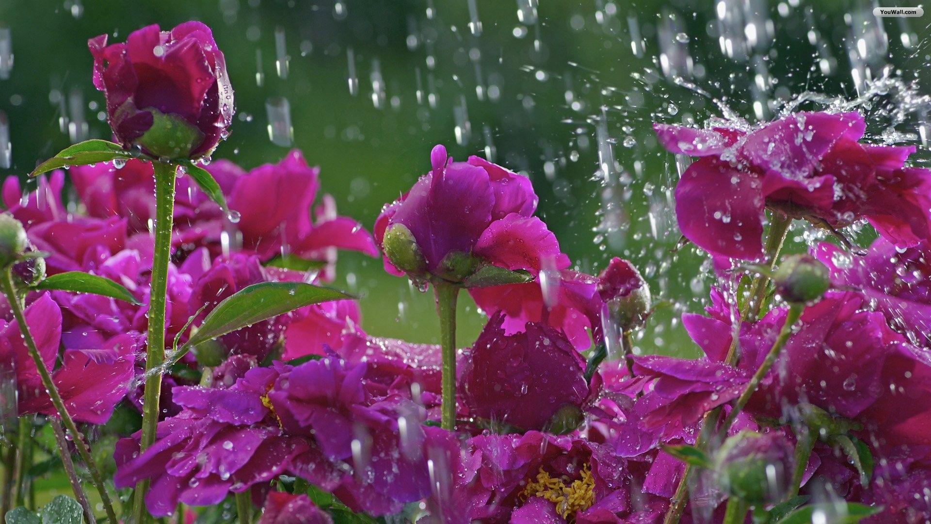 1920x1080 Spring Desktop