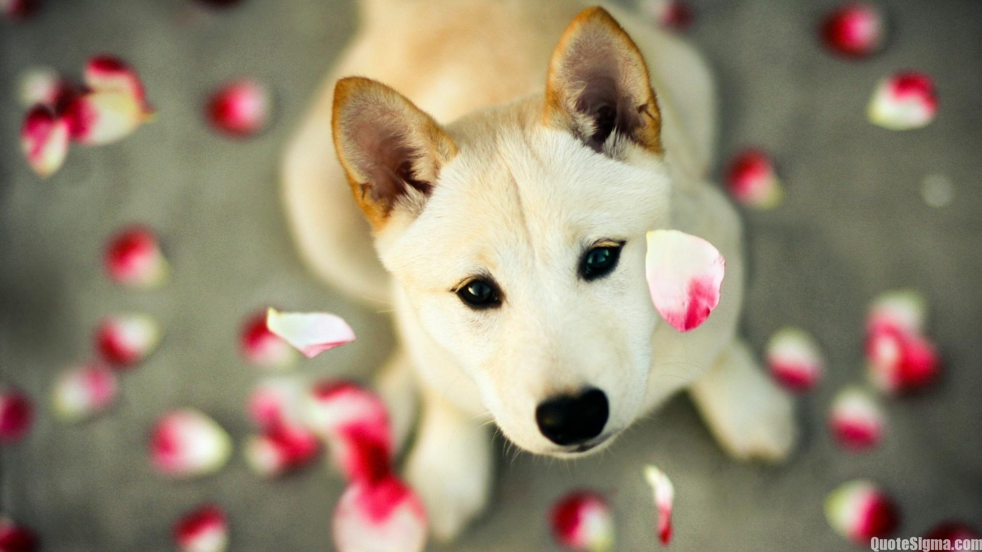 1920x1080 Cute wallpaper. Cute image for wallpaper. Sigma. Cute dog wallpaper, Dog wallpaper, Cute animals