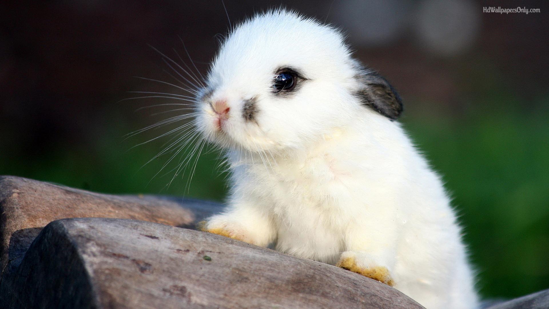 1920x1080 Cute Animals Wallpaper