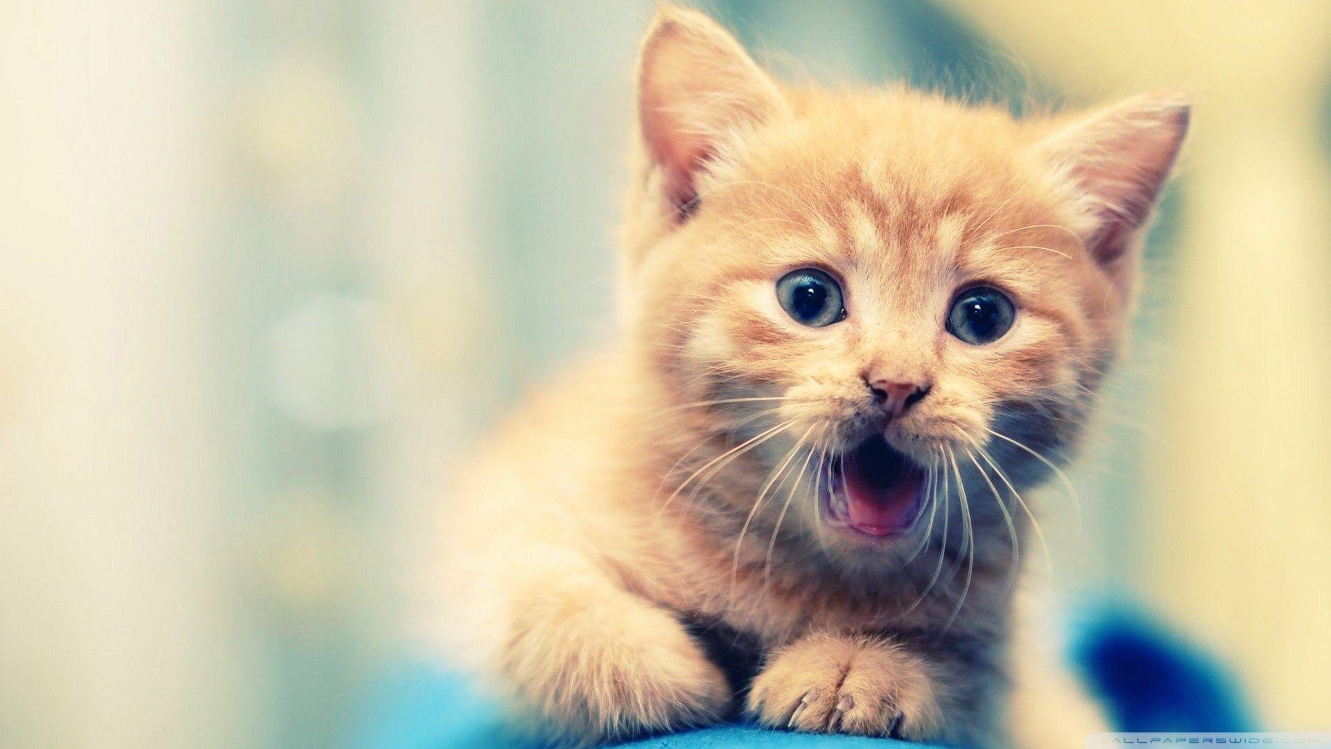 1920x1080 Cats Best HD Wallpaper[1920x1080] Need trendy #iPhone7 #iphone7Plus case? Check out /2A9E5. Cute cat wallpaper, Funny animal picture, Kittens cutest