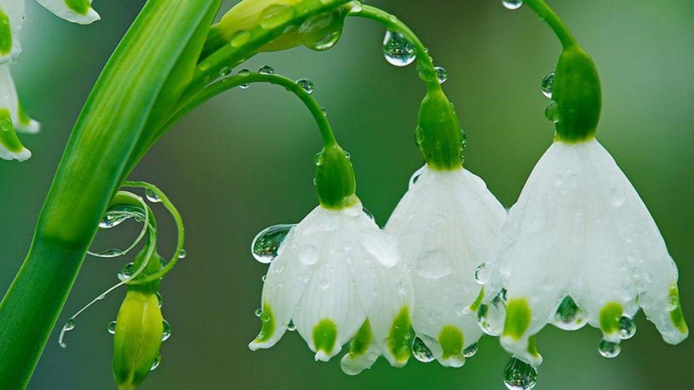 1366x768 Spring Showers Background. Spring Wallpaper, Pretty Spring Wallpaper and Spring Floral Wallpaper