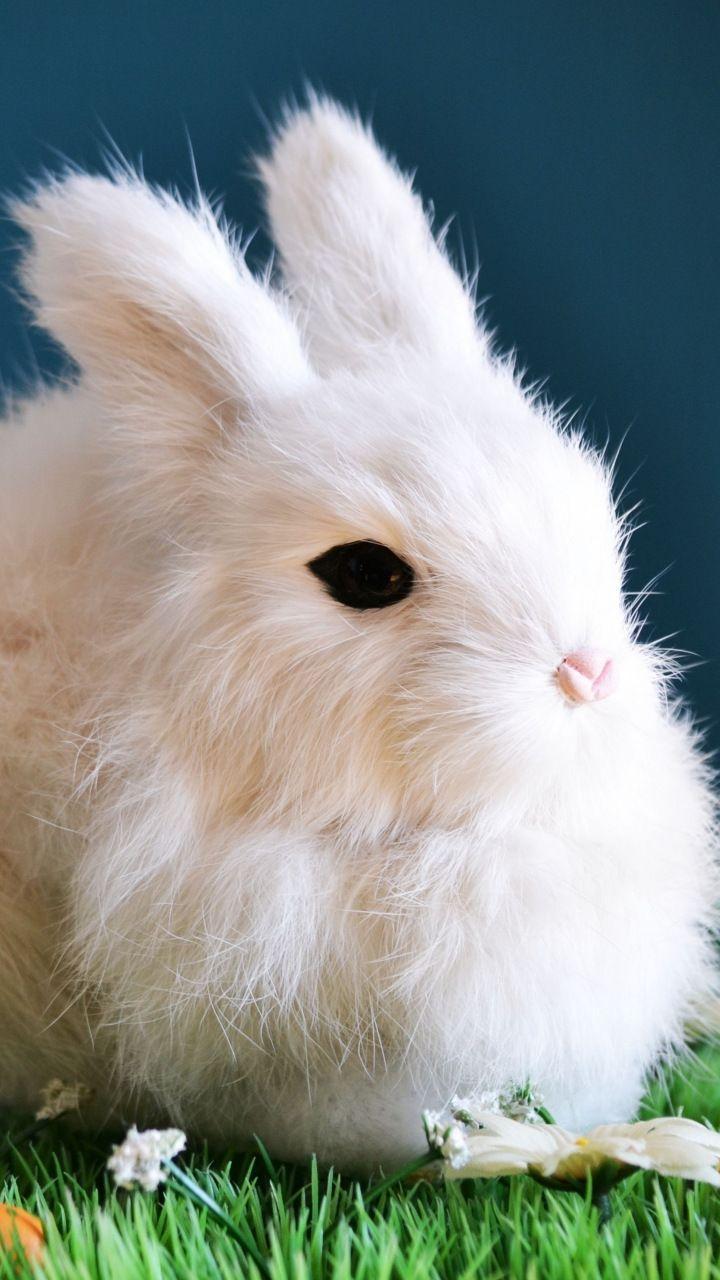 720x1280 Cute, white bunny, animal, rabbit, 720x1280 wallpaper. Animals, Cute baby bunnies, Cute animals