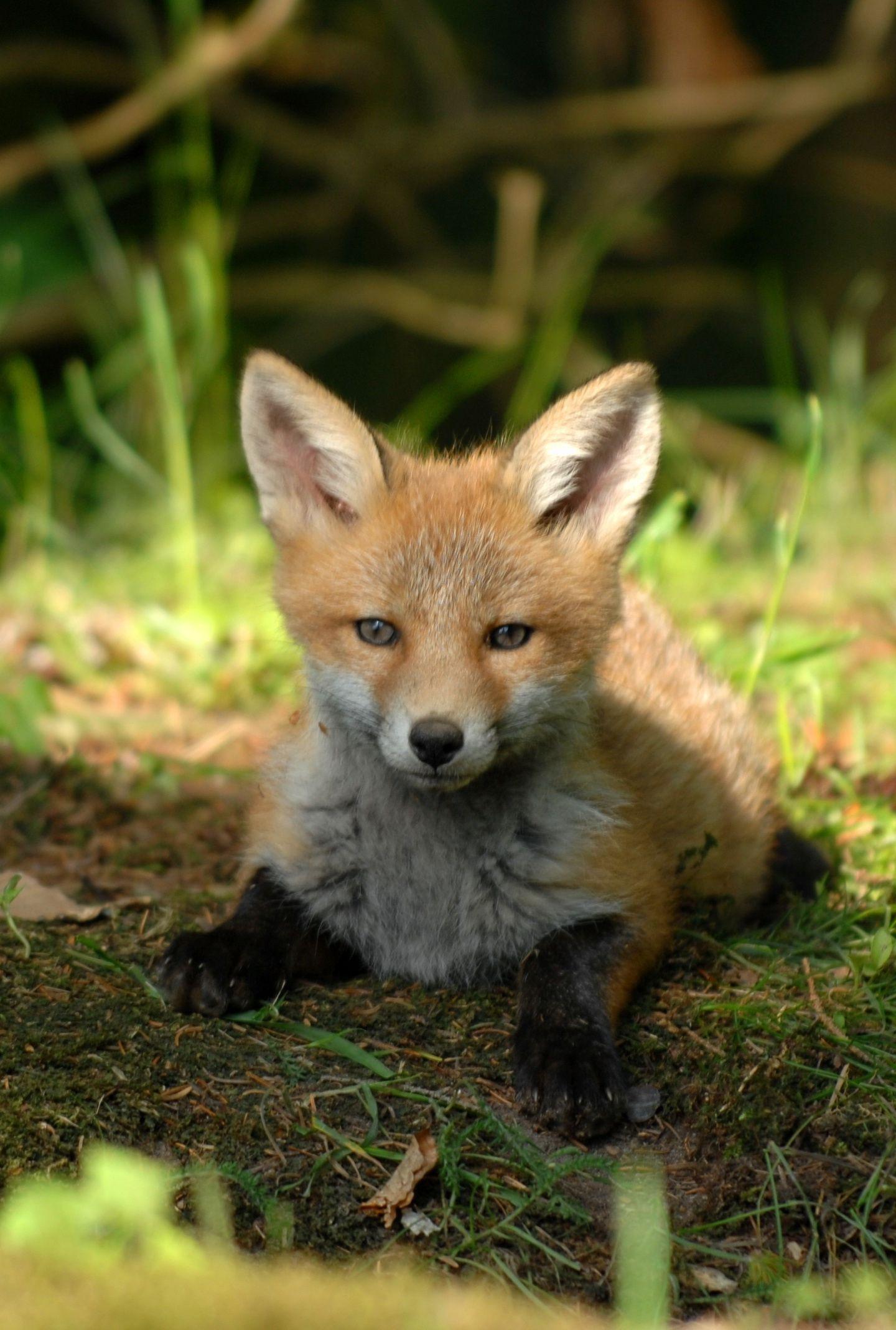 1440x2136 Cute, Baby Fox, Animal, Wallpaper Wallpaper Of Animals
