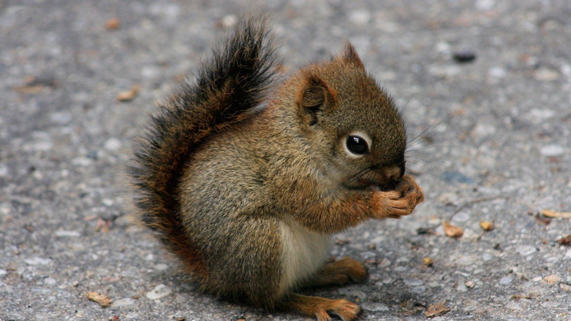 1920x1080 Cute Baby Animal Wallpaper