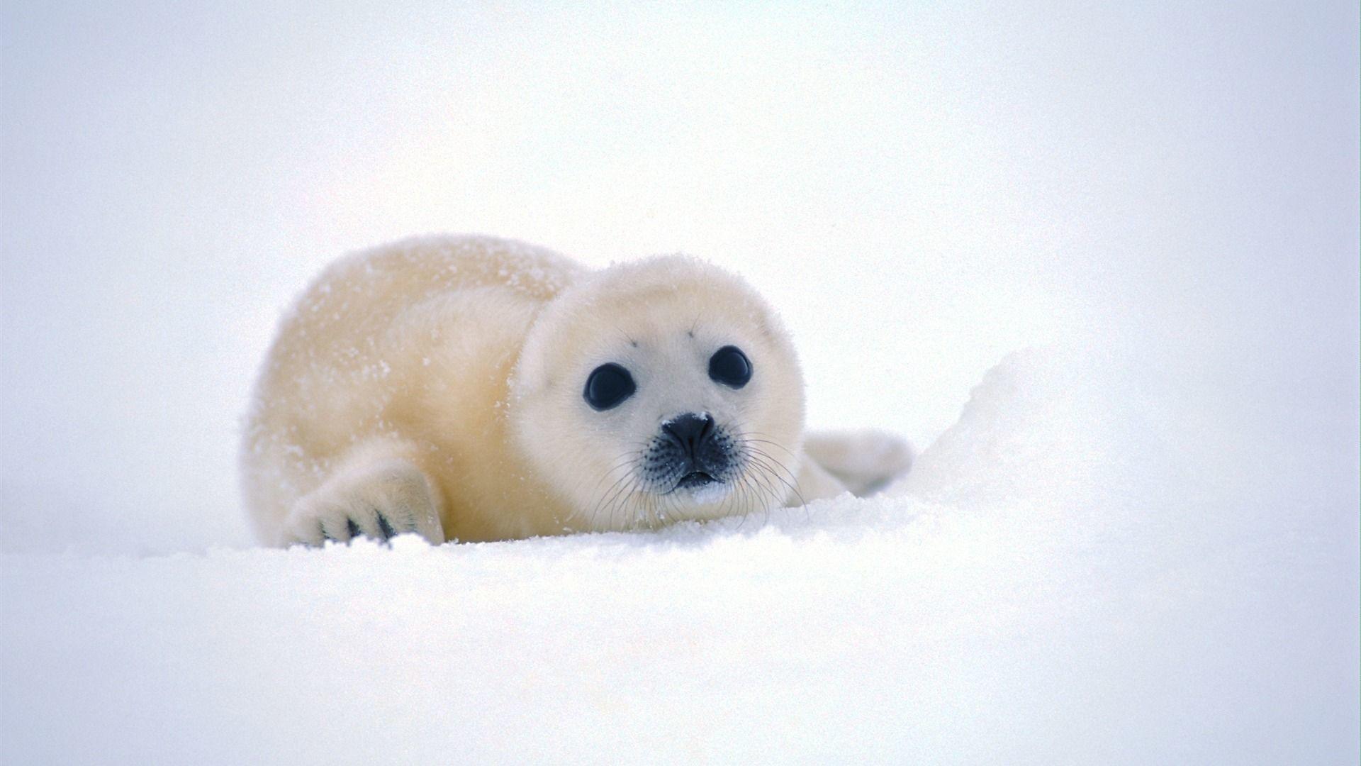 1920x1080 Cute Animal Wallpaper For Mac