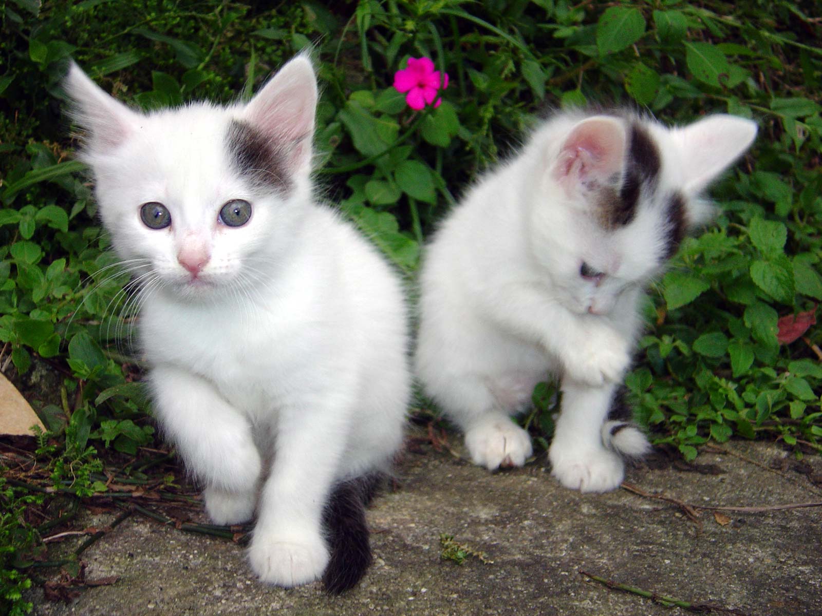 1600x1200 Animal, Picture, Pics, Photo, Image. Animal HD Wallpaper