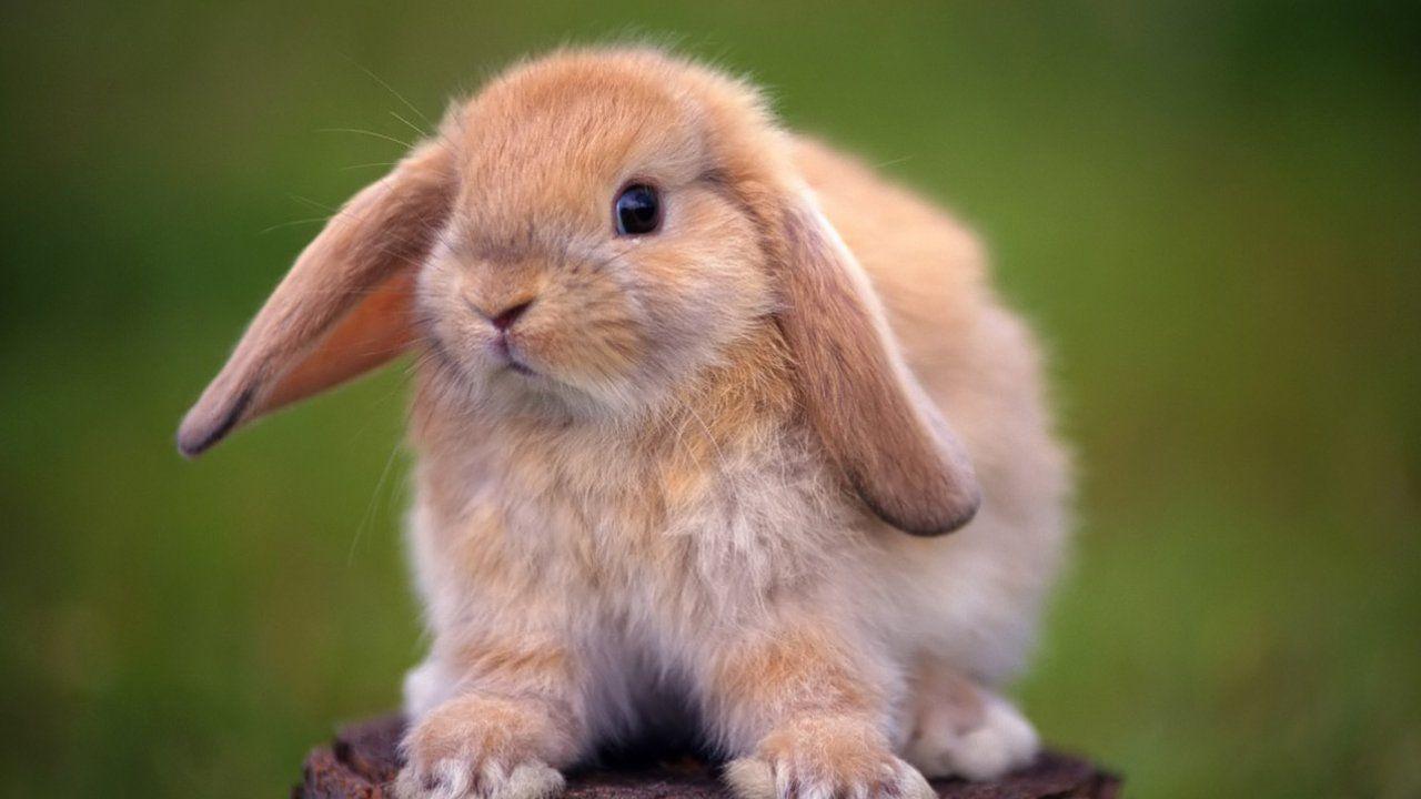 1280x720 Animal Wallpaper, Desktop Image, Animals, Pets, Best Friends, Cute Animals, High Definition Wallpaper, Amazing Wallpaper, 1273x846