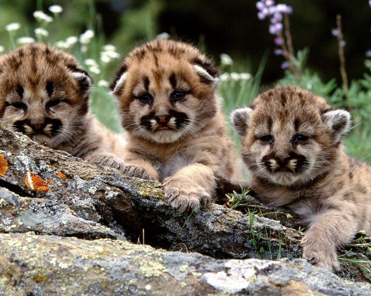 1280x1024 Baby Animals, cute desktop PC and Mac wallpaper