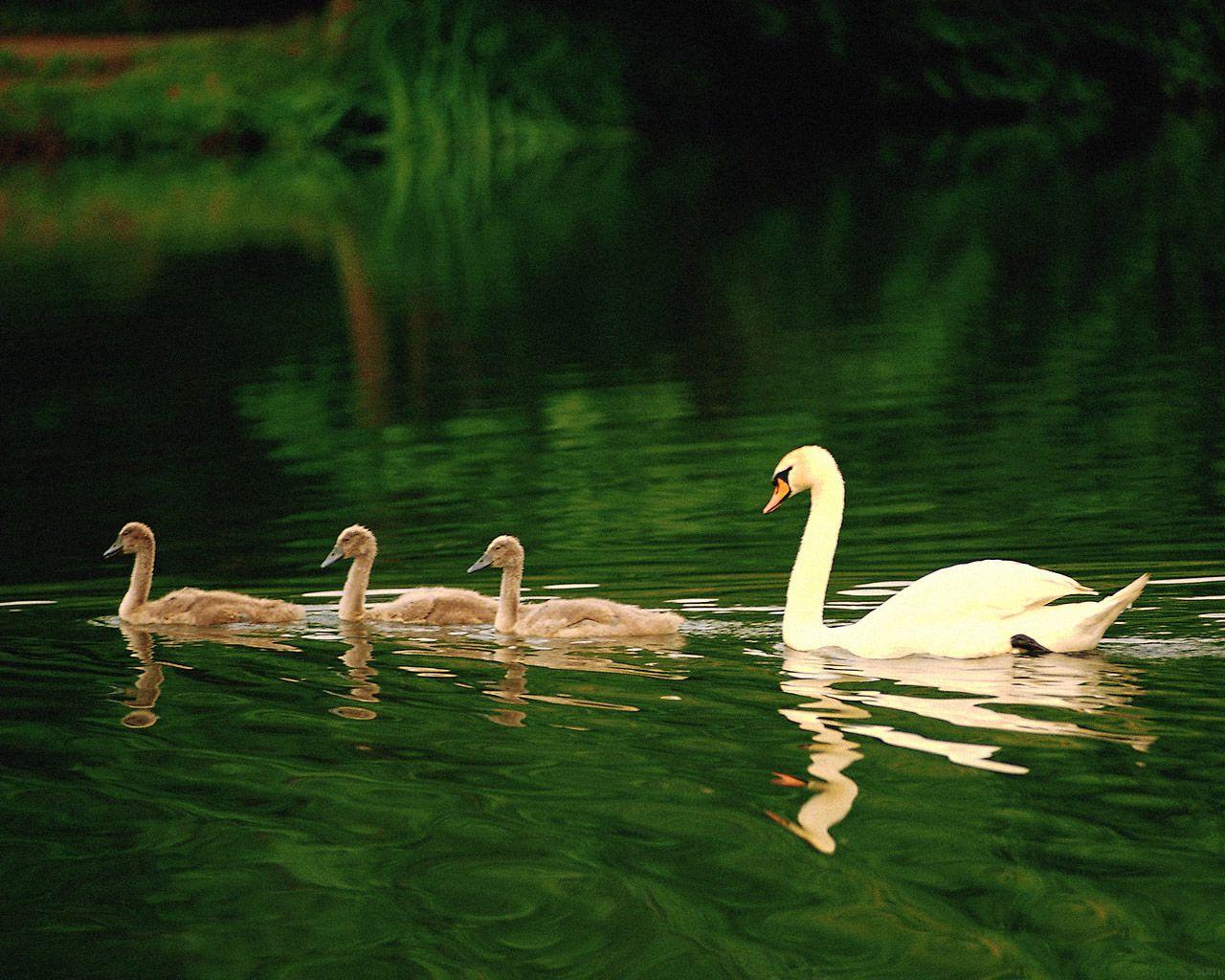 1280x1024 Cute Desktop Background