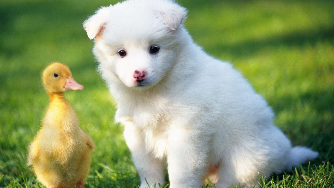 1280x720 Cute pet animals wallpaper