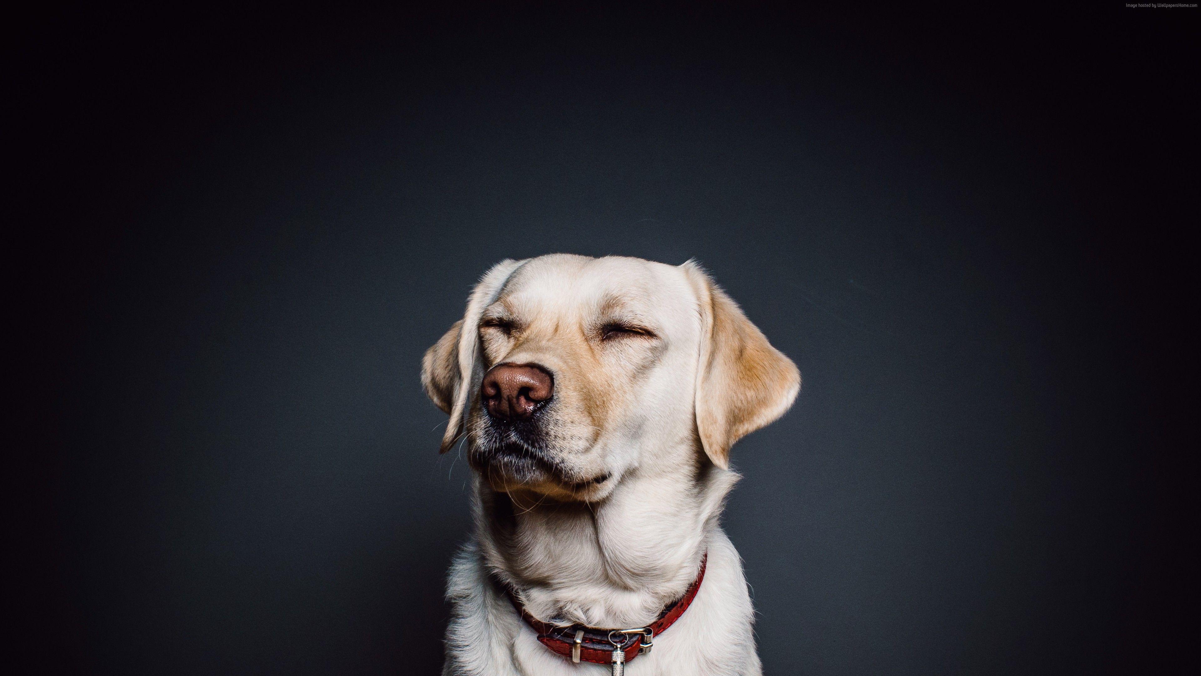 3840x2160 Stock Image Labrador, dog, funny animals, cute animals, 4k, Stock Image Wallpaper Download Resolution 4K Wallpaper