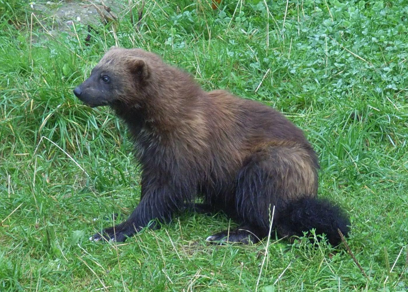 1400x1000 Wolverine