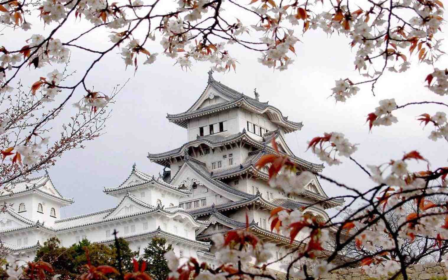 1517x948 art HD cement designs trees pink japanese cherry blossom