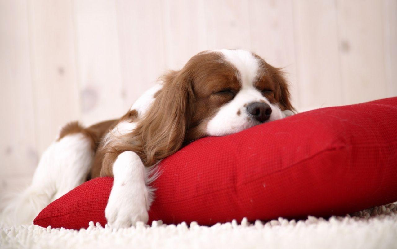 1280x804 Sleeping puppy wallpaper. Sleeping .