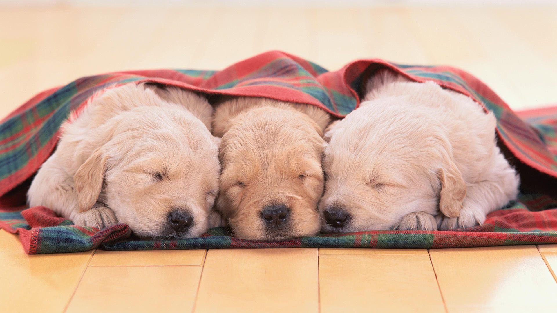 1920x1080 Sleeping Puppies Wallpaper HD 19519