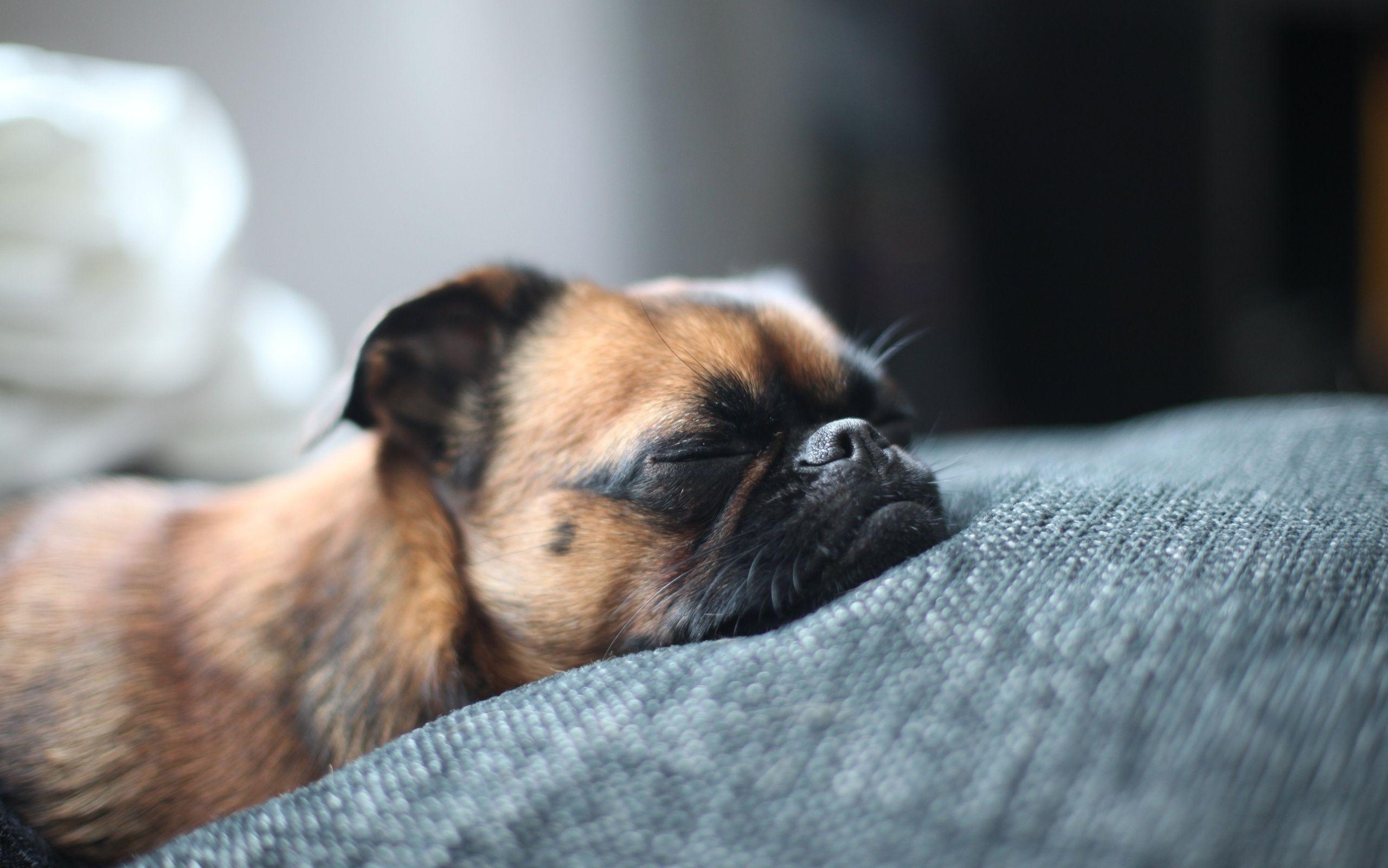 2560x1600 Dog Sleep HD Wallpaper