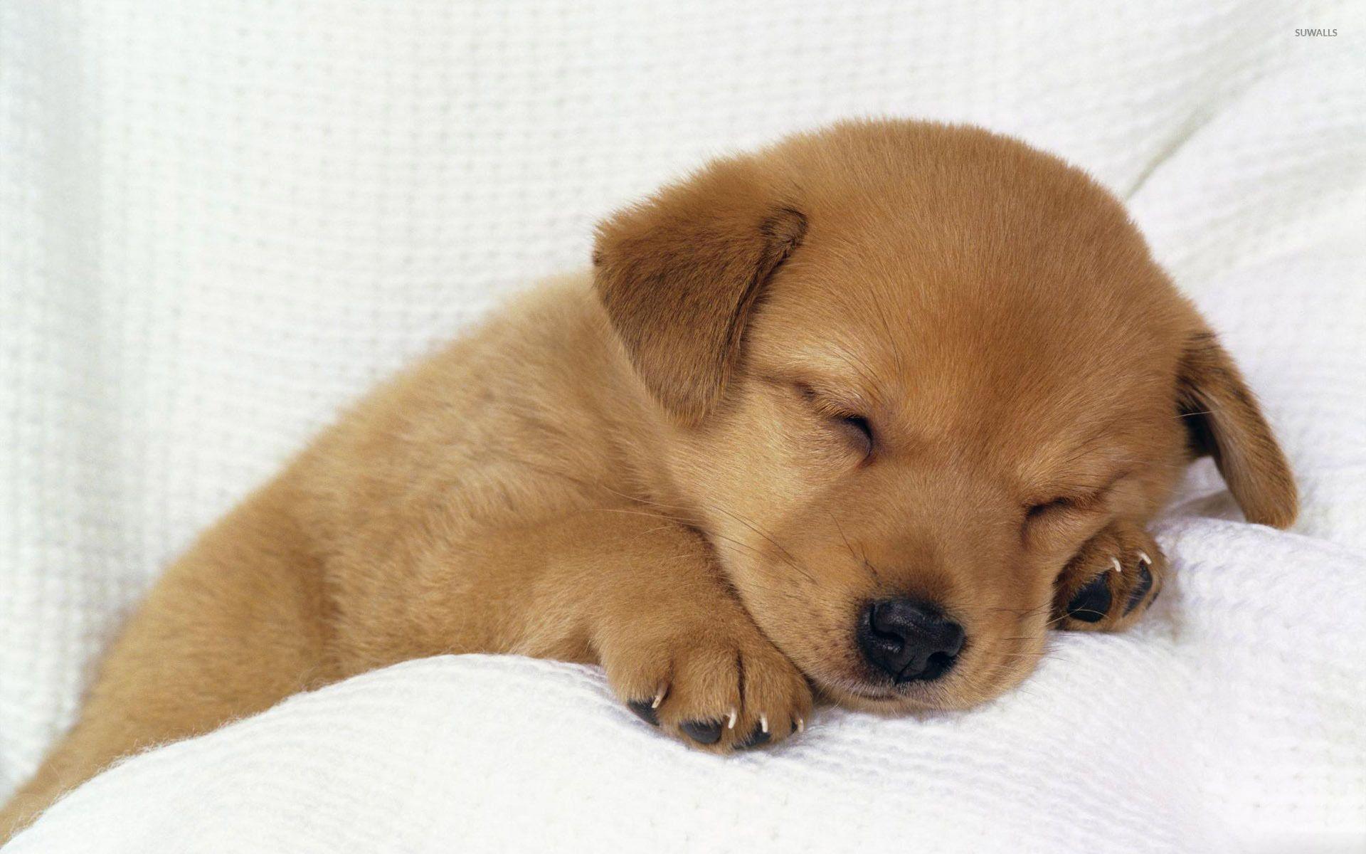 1920x1200 Cute puppy sleeping wallpaper wallpaper