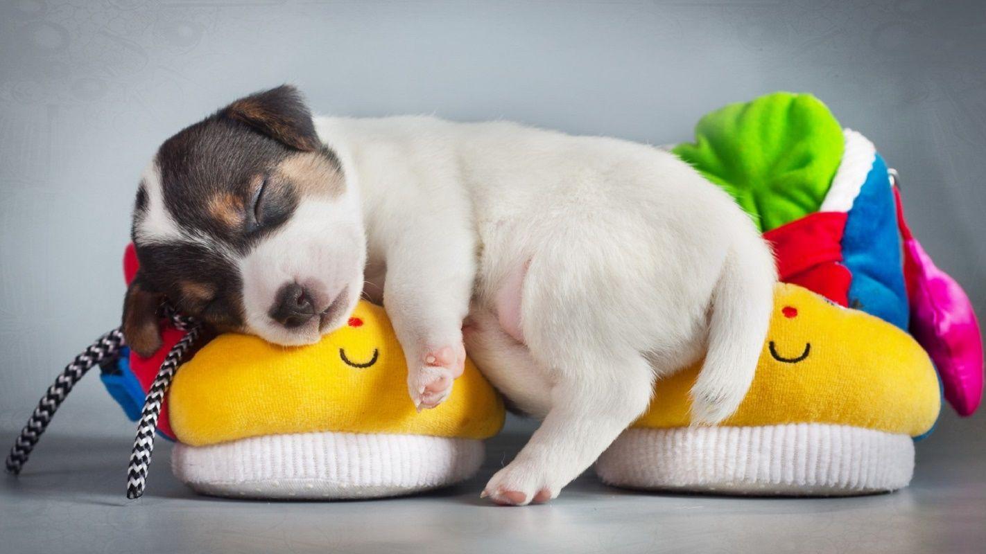 1422x800 Sleeping Puppy