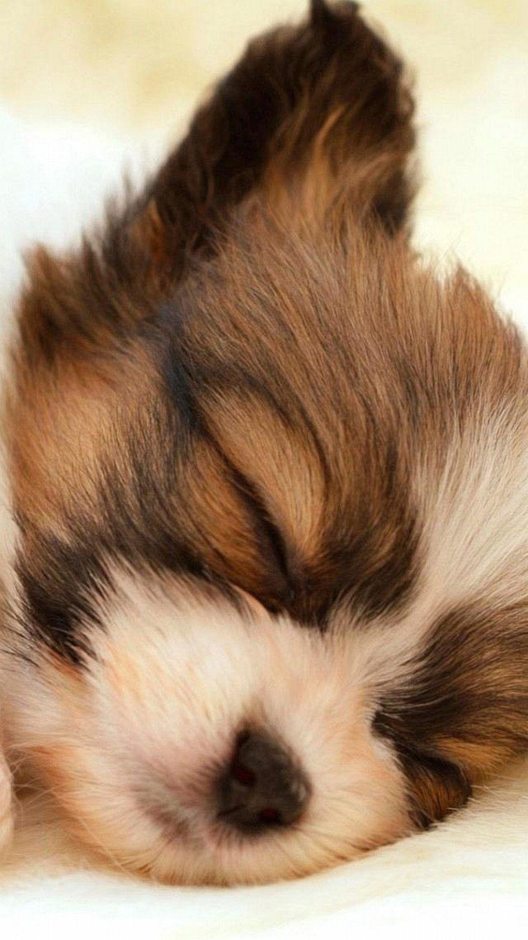 1080x1920 Cute Puppies Wallpaper For Mobile