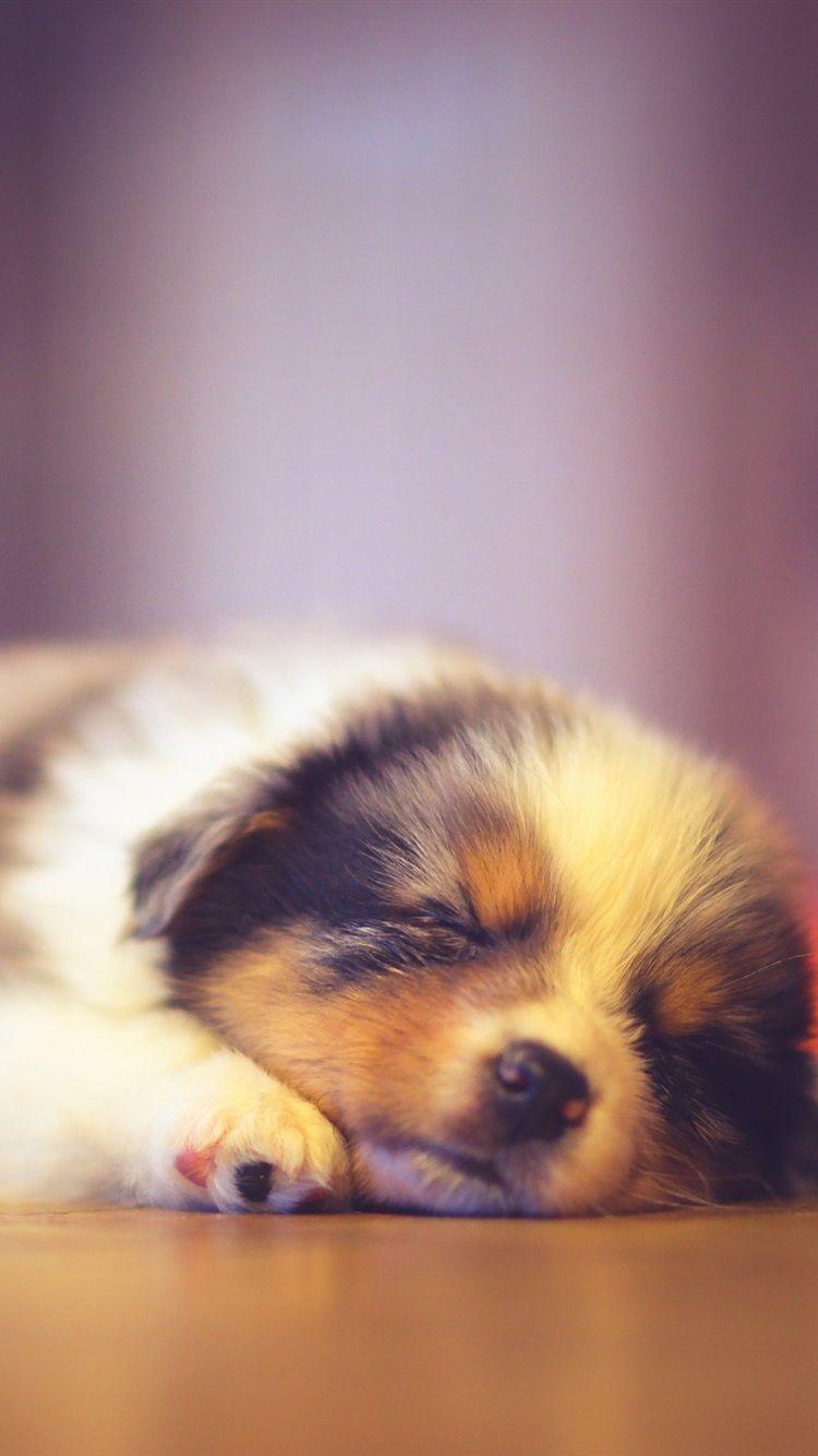 750x1334 Cute Puppy Sleeping, Bokeh 750x1334 .best