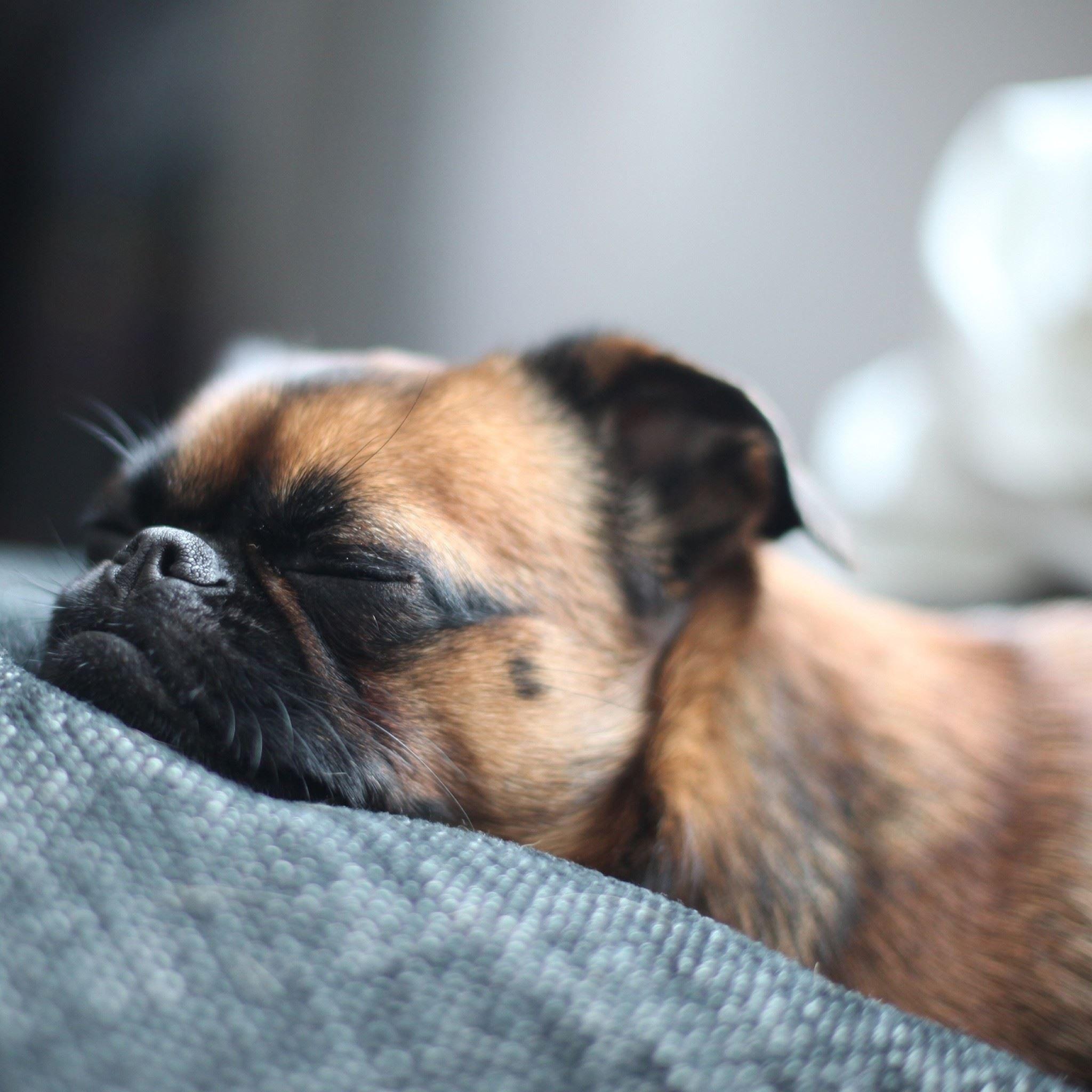 2048x2048 Sleeping Puppy Dog iPad Air Wallpaper .