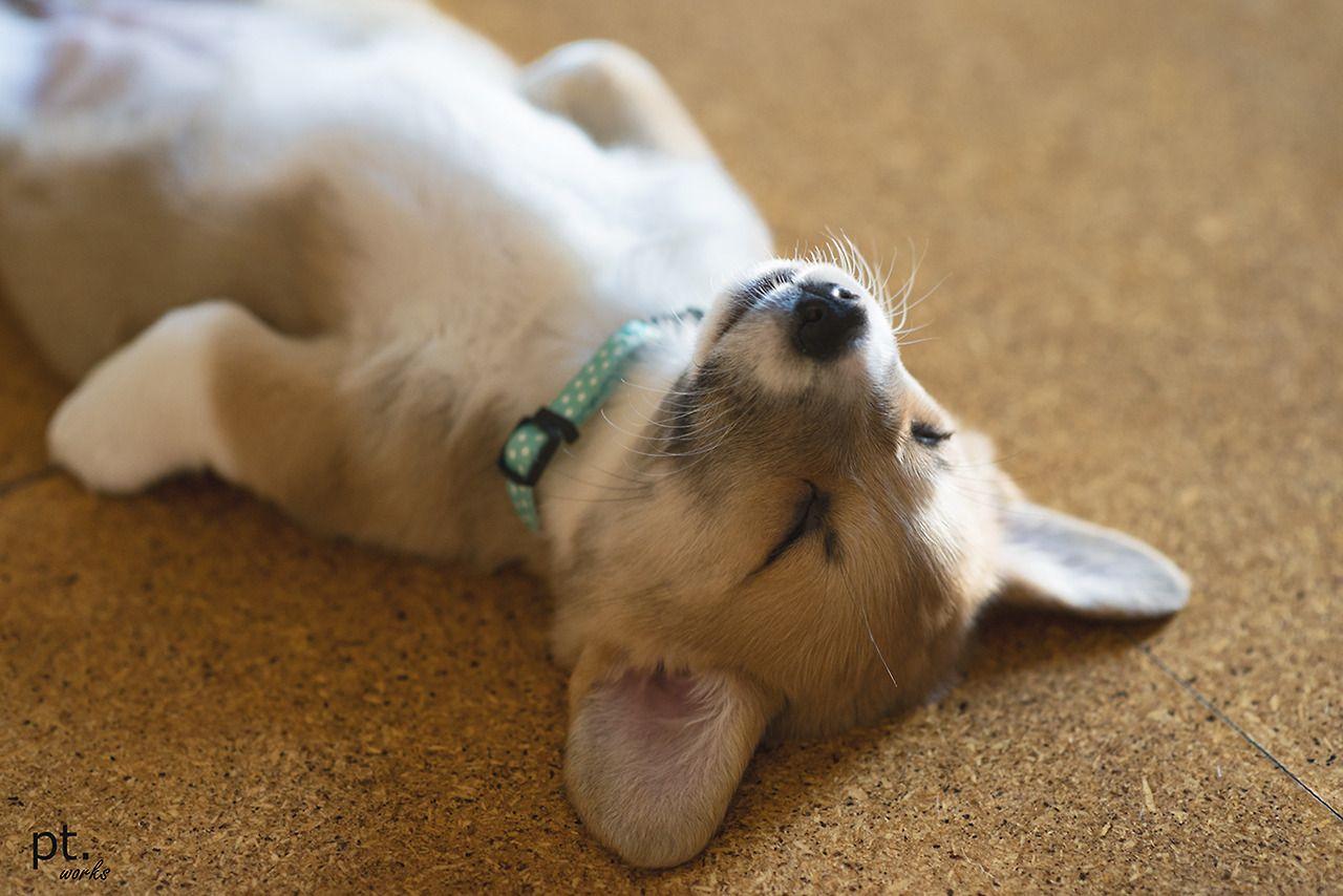1280x854 Cute Corgi Puppy Wallpaper Cute Puppy Sleep Corgi Family Dogs Pets Pembroke Welsh Furry