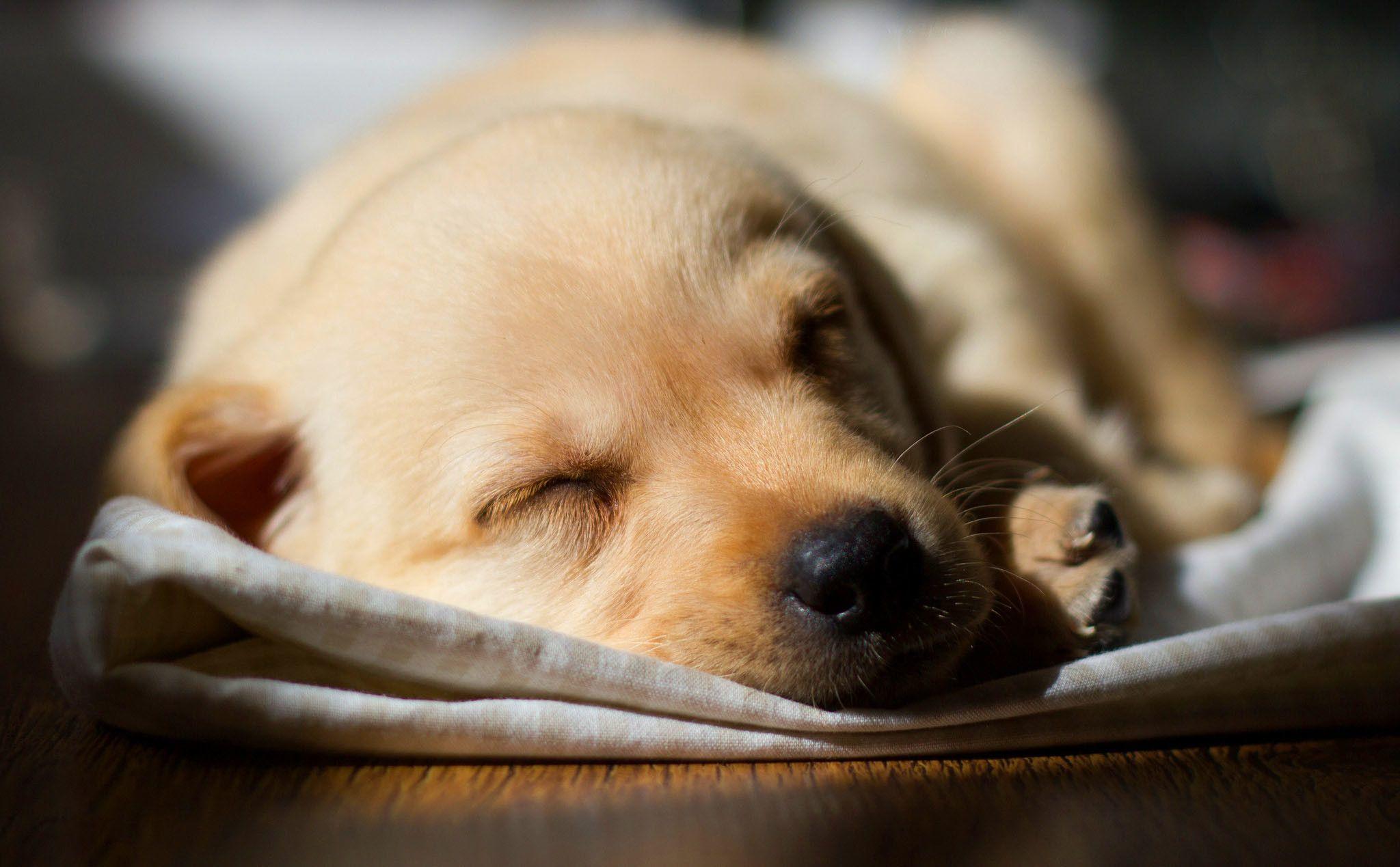 2048x1269 Puppy Wallpaper HD