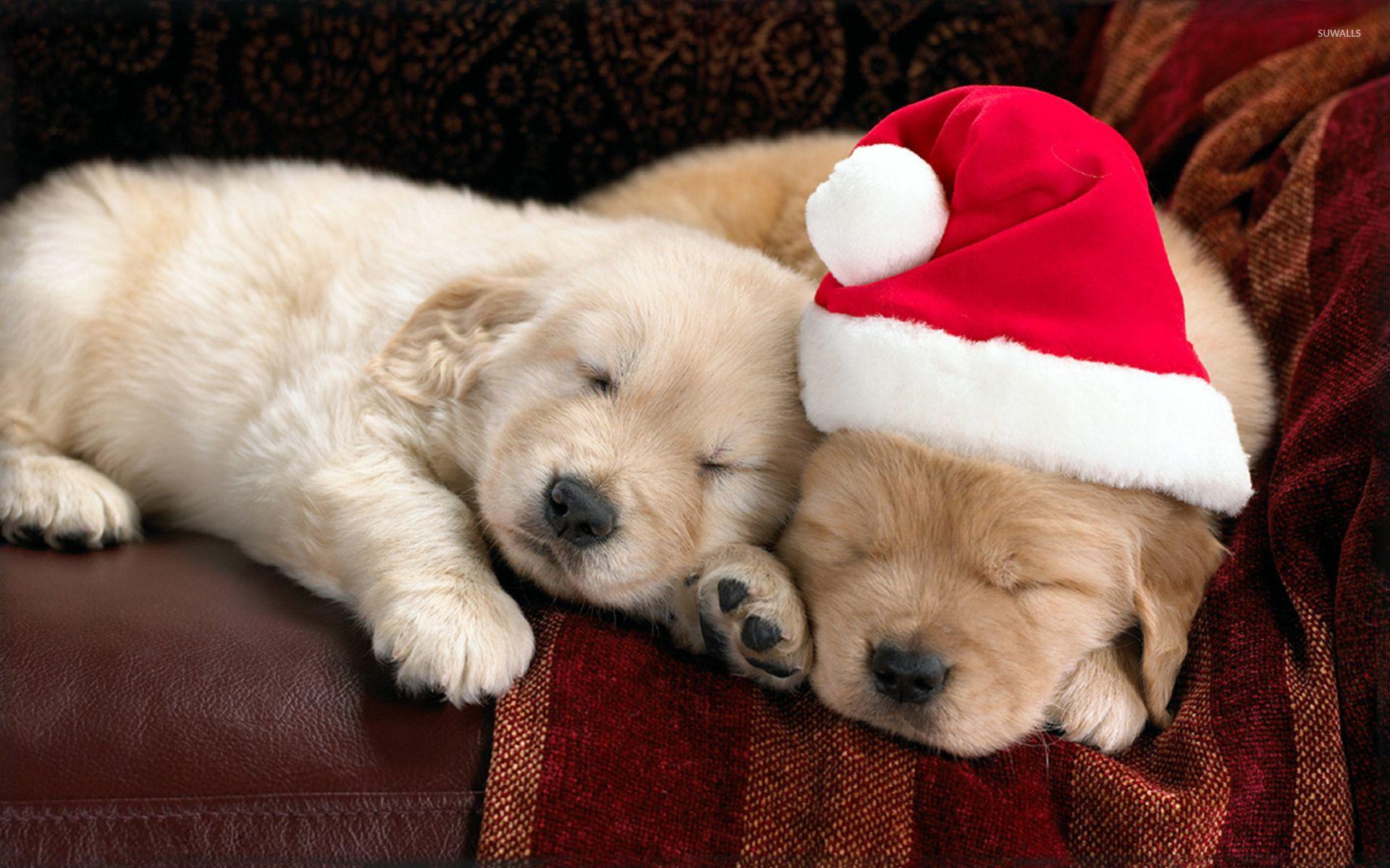 1920x1200 Golden Retriever Puppy Christmas .