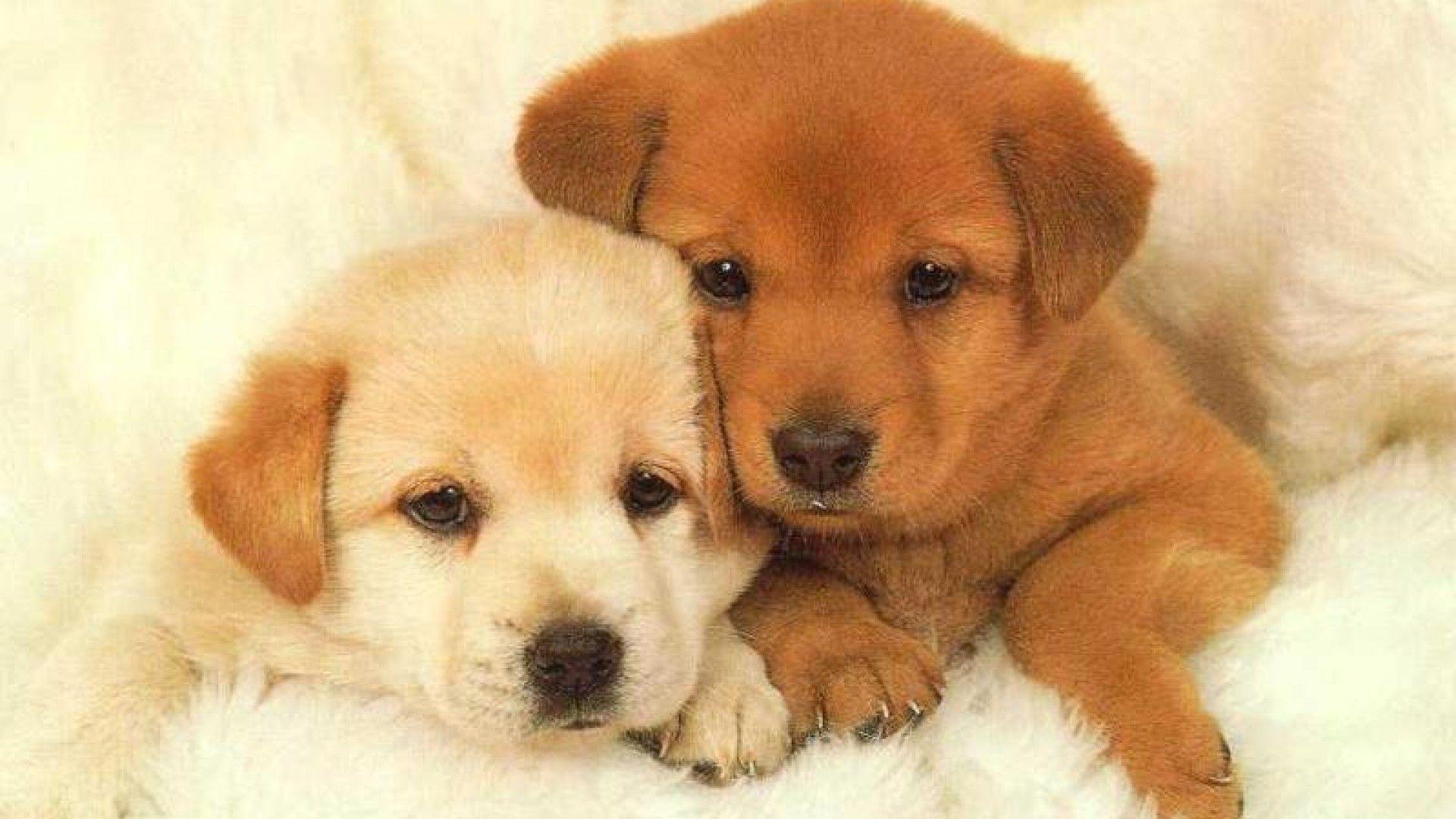 1920x1080 Puppy wallpaperx1080