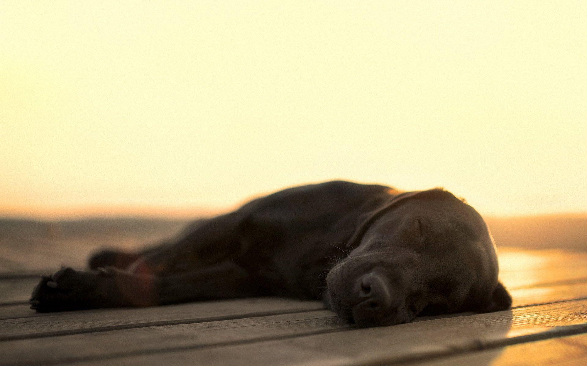 1920x1200 6770314 Amazing Sleeping Dog Wallpaper. Phantom Forest Blog