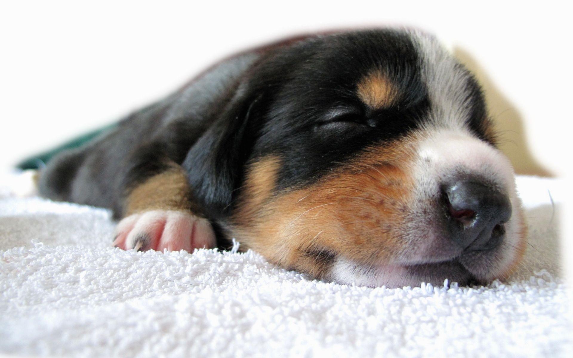 1920x1200 Sleeping Dog Wallpaperx1200