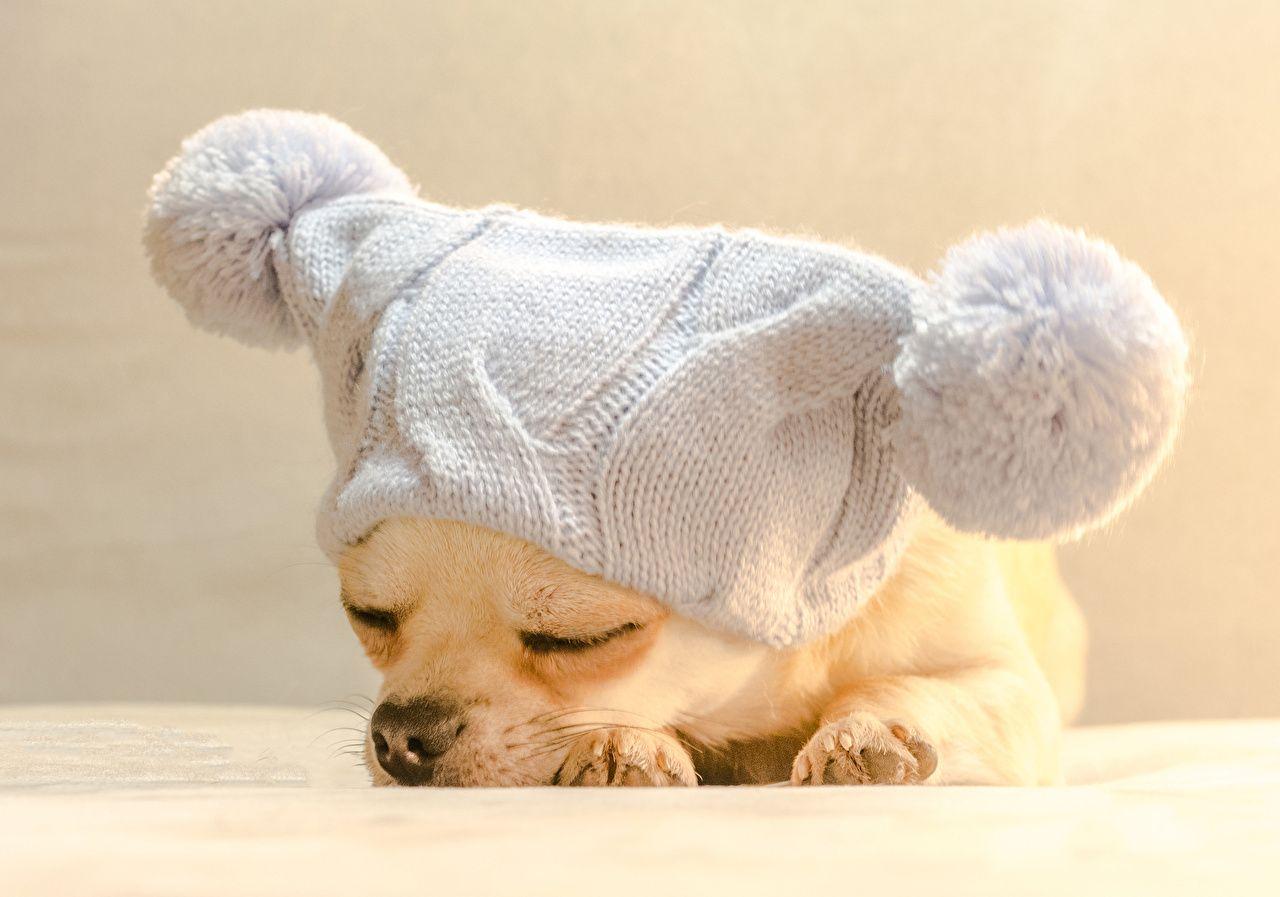 1280x897 Wallpaper puppies Chihuahua Dogs sleeping Winter hat Animals