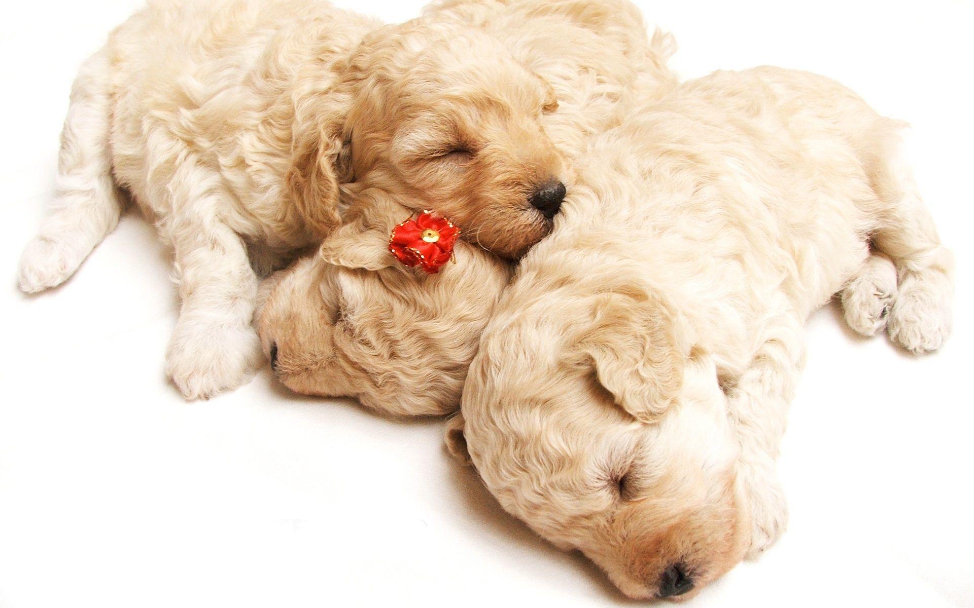 1920x1200 Free download Cute Sleeping Puppies Wallpaper HD Wallpaper [1920x1200] for your Desktop, Mobile & Tablet. Explore Adorable Puppy Wallpaper. Cute Puppy Photo Wallpaper, Cute Puppies Wallpaper for Desktop, Cute