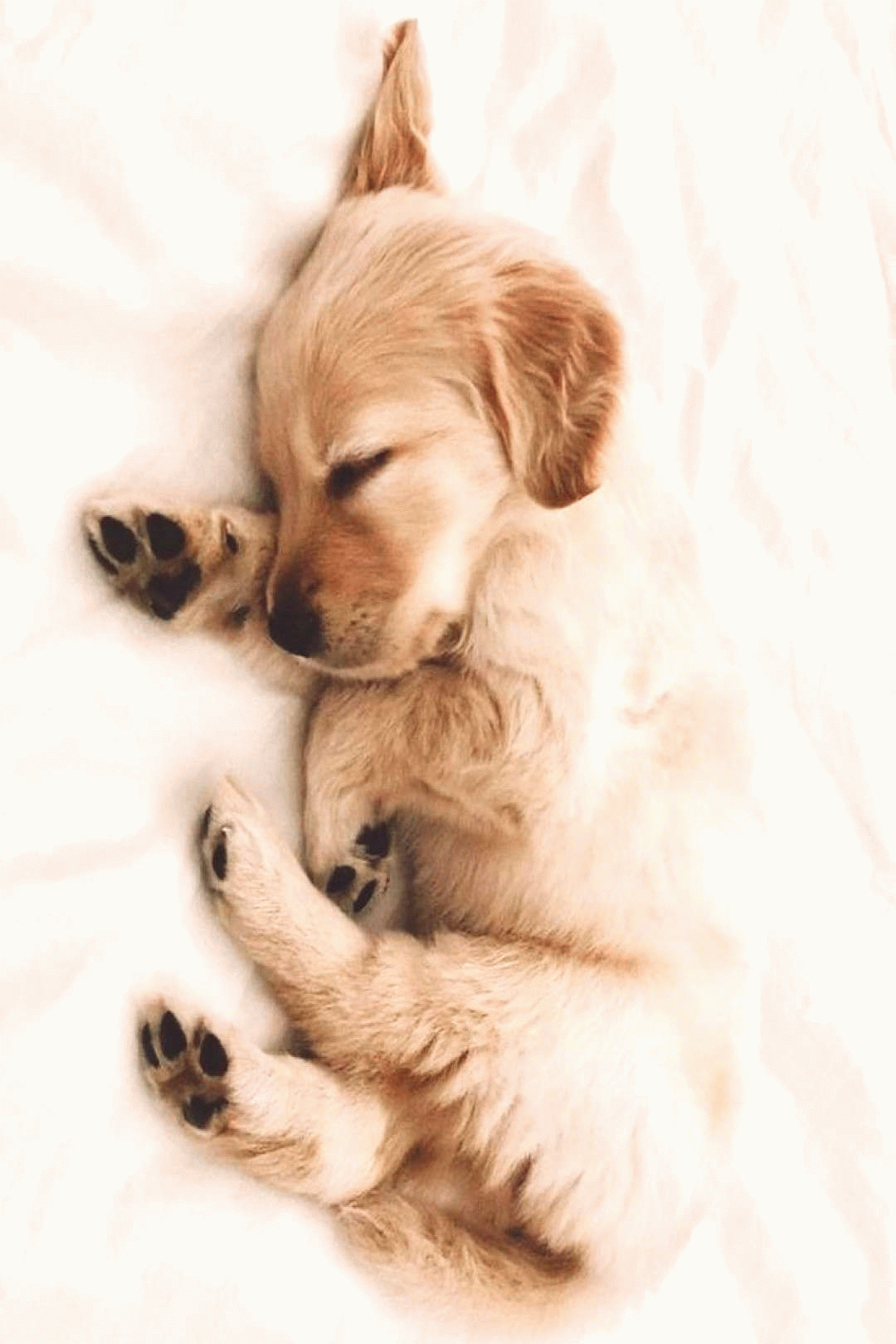 1080x1620 Cute Puppy Wallpaper Puppy Wallpaper Cute cute puppy wallpaper wallpaper puppy wall. Cute puppies, Cute puppy wallpaper, Retriever puppy