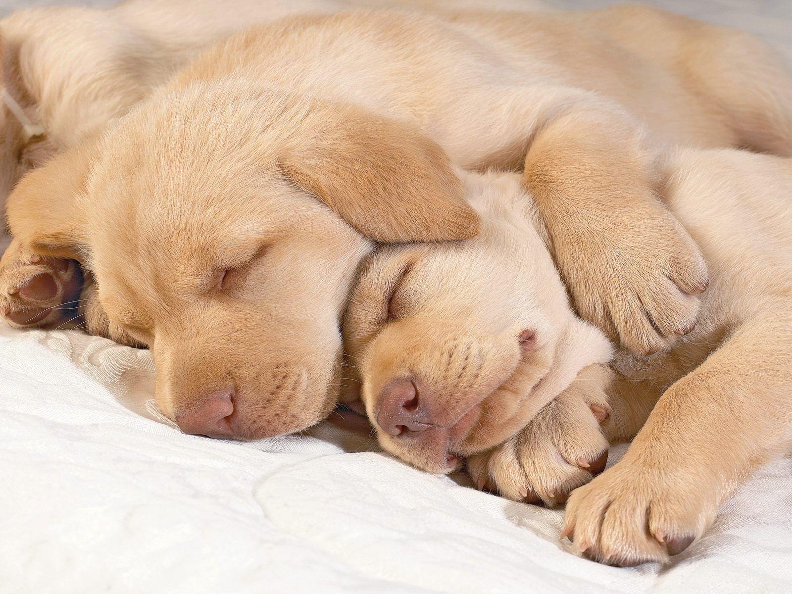 1600x1200 Sleeping Golden Retriever puppies photo and wallpaper. Beautiful Sleeping Golden Retriever puppies picture