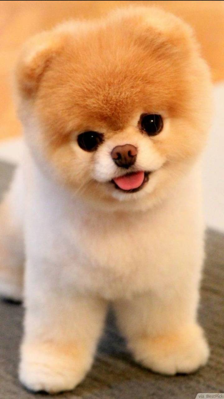720x1280 Puppy wallpaper