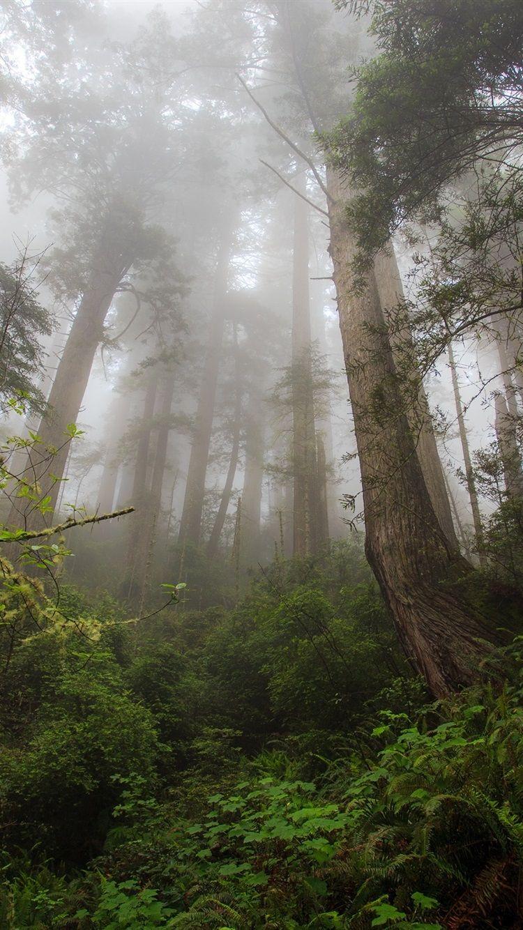 750x1334 Northern California, Redwood Heaven, Trees, Fog 750x1334 IPhone 8 7 6 6S Wallpaper, Background, Picture, Image