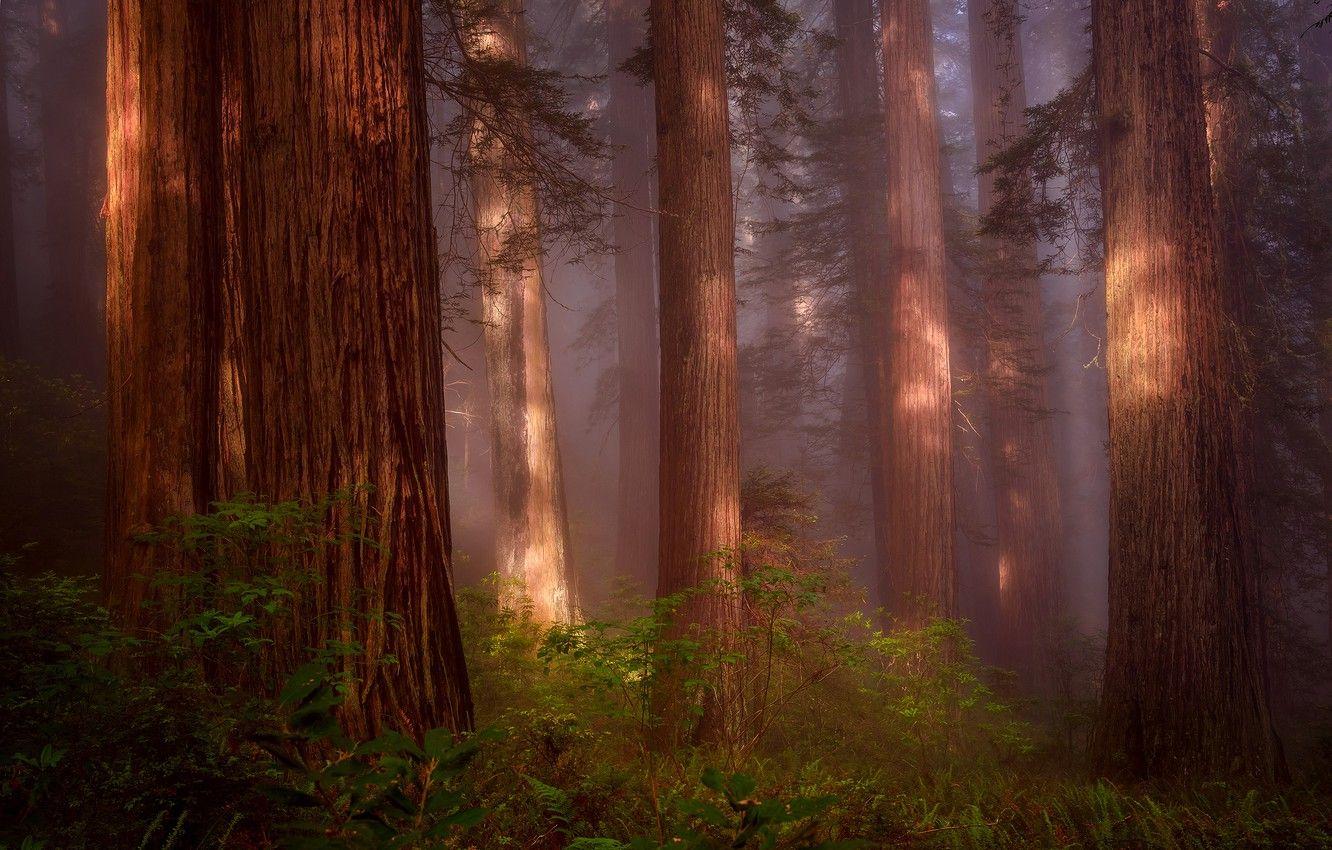 1332x850 Wallpaper forest, Nature, haze, USA, Sequoia, Redwood Grove, Northern California image for desktop, section природа
