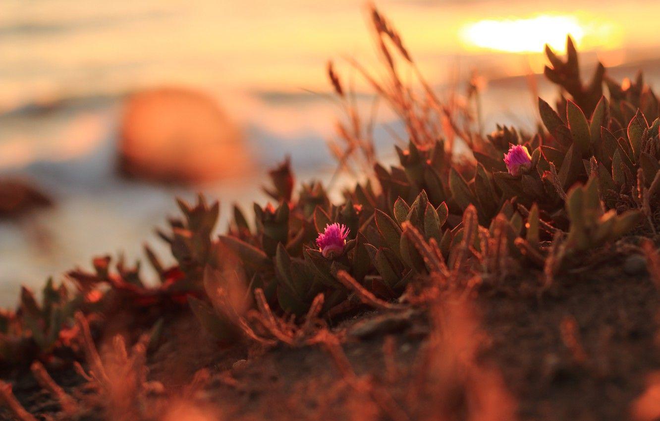 1332x850 Wallpaper sunset, flowers, Northern California image for desktop, section природа