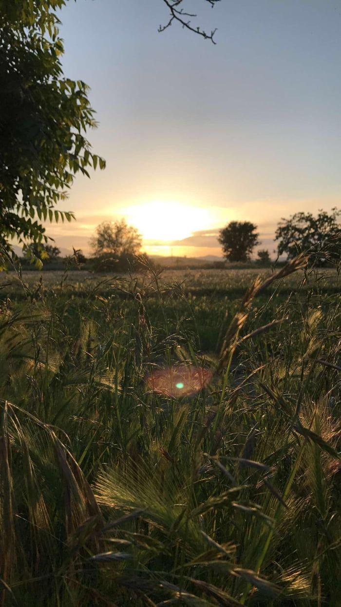 700x1244 Sunset & grass in Northern California. Needed a new wallpaper and found one in my backyard