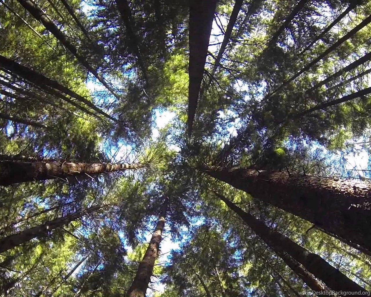 1280x1024 Time Lapse Sequoia Trees Redwood Forest, Northern California. Desktop Background