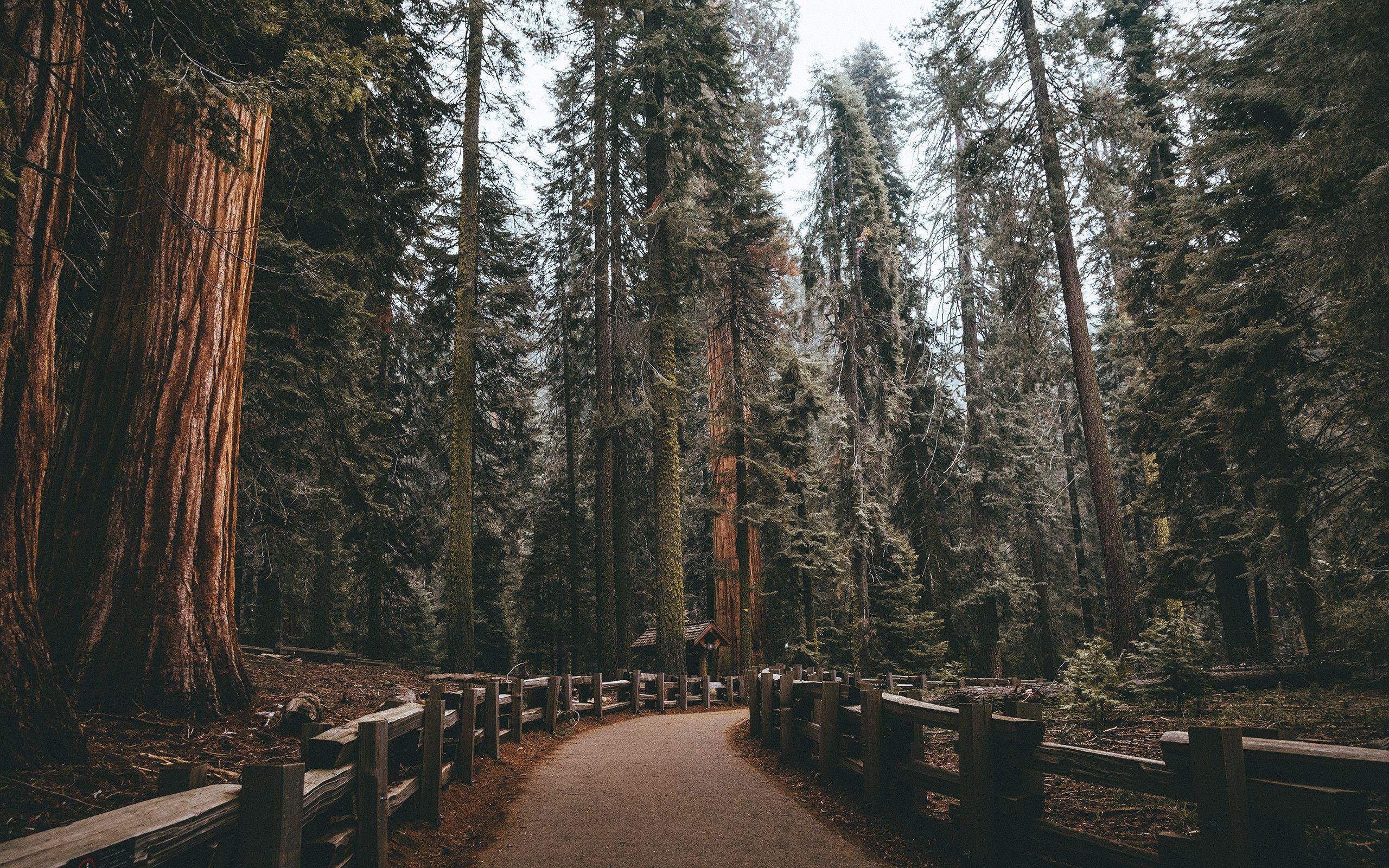 2560x1600 Redwood Forest Wallpaper