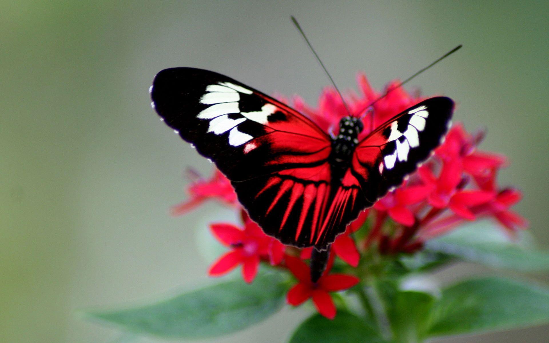 1920x1200 White, black, and red Butterfly on red petaled flower screenshot HD