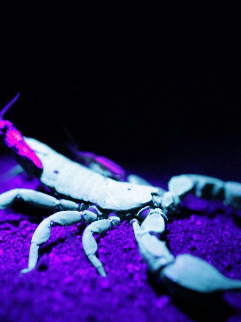 768x1024 Free download Scorpion Desktop Wallpaper 18111 Wallpaper HD [2048x1365] for your Desktop, Mobile & Tablet. Explore Scorpion iPhone Wallpaper. Scorpion Mortal Kombat Wallpaper, Scorpion Wallpaper, Scorpion Wallpaper HD