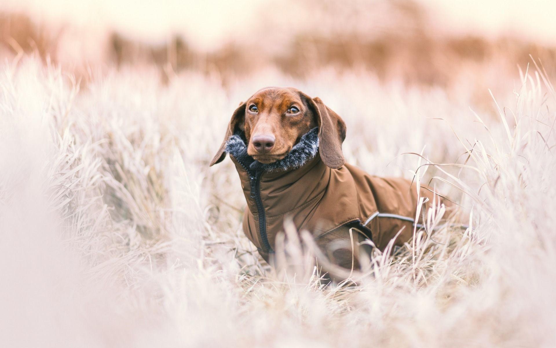 1920x1200 Download wallpaper dachshund, winter, snow, dog clothes, pets for desktop with resolution 1920x1200. High Quality HD picture wallpaper