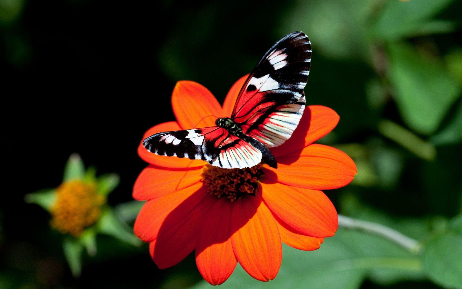 1920x1200 Butterfly Red Flower HD Desktop Wallpaper, Instagram photo