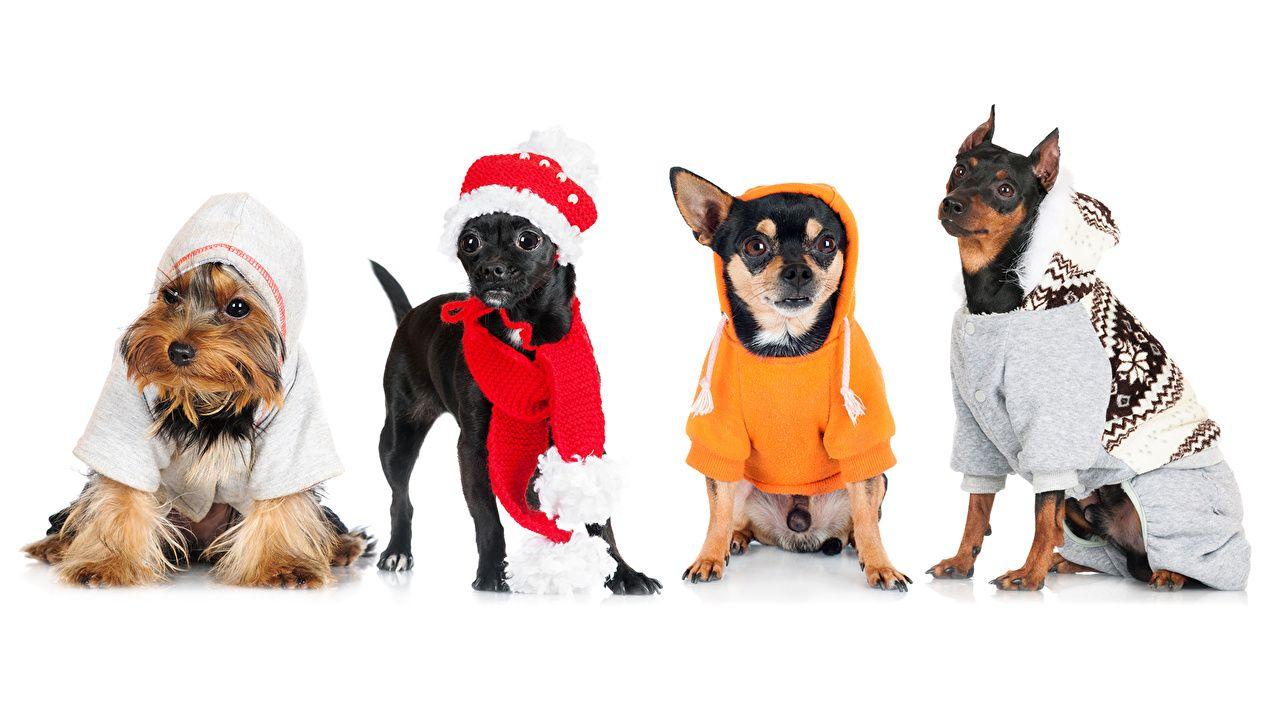 1280x702 image Animals Pinscher Chihuahua White background Yorkshire terrier