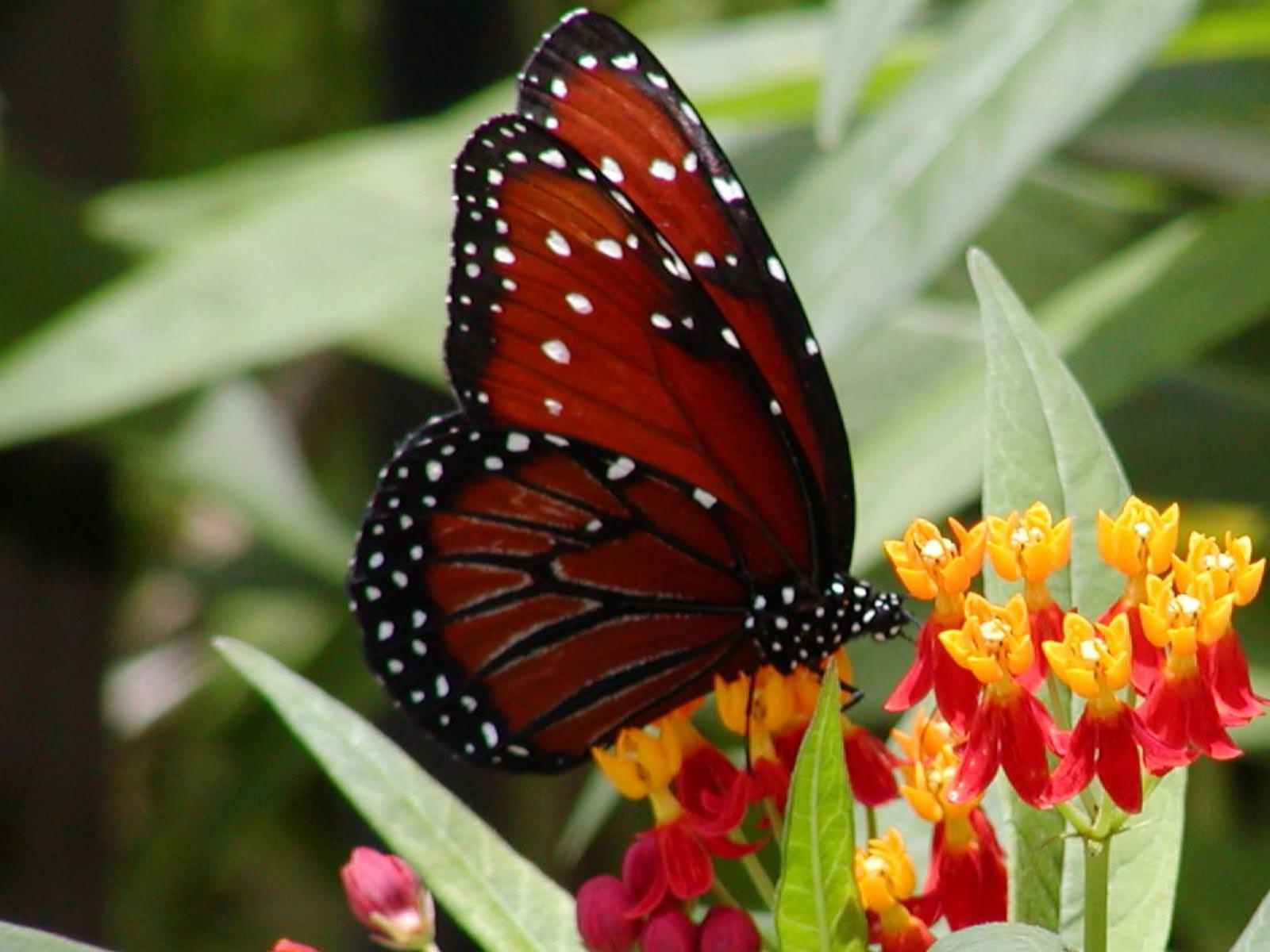 1600x1200 Colourful Butterflies HD Wallpaper