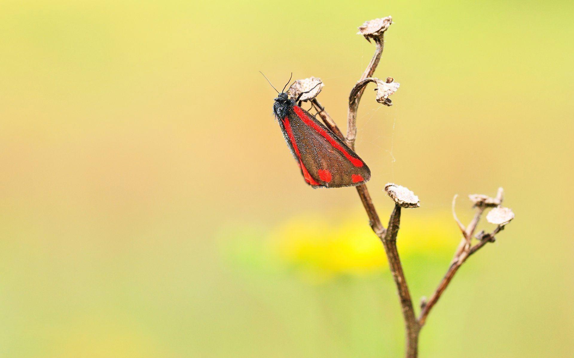 1920x1200 Animals: Brown Red Butterfly Wallpaper Gallery 1920x1200 for HD 16:9